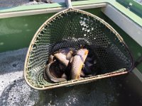 Zarybňování Litavky (20)